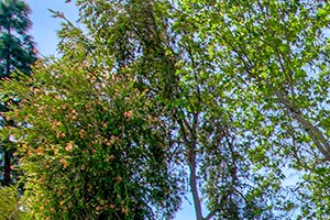 El Cajon, Ca 92020 l Chairs by Fire Pit Forest Park Apartments for rent